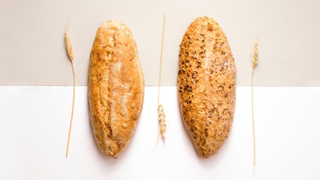 bread wheat