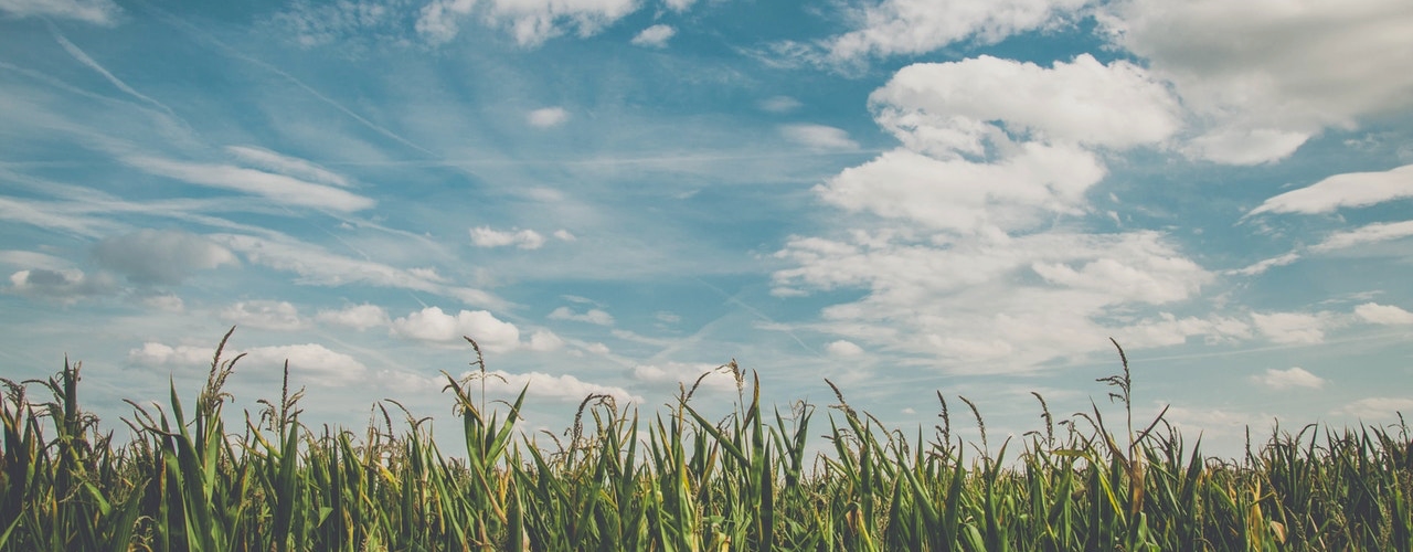 header Corn-Field
